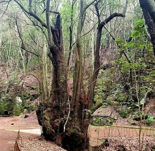 Casa Calma II Tranquilidad En Tenerife Norte Διαμέρισμα